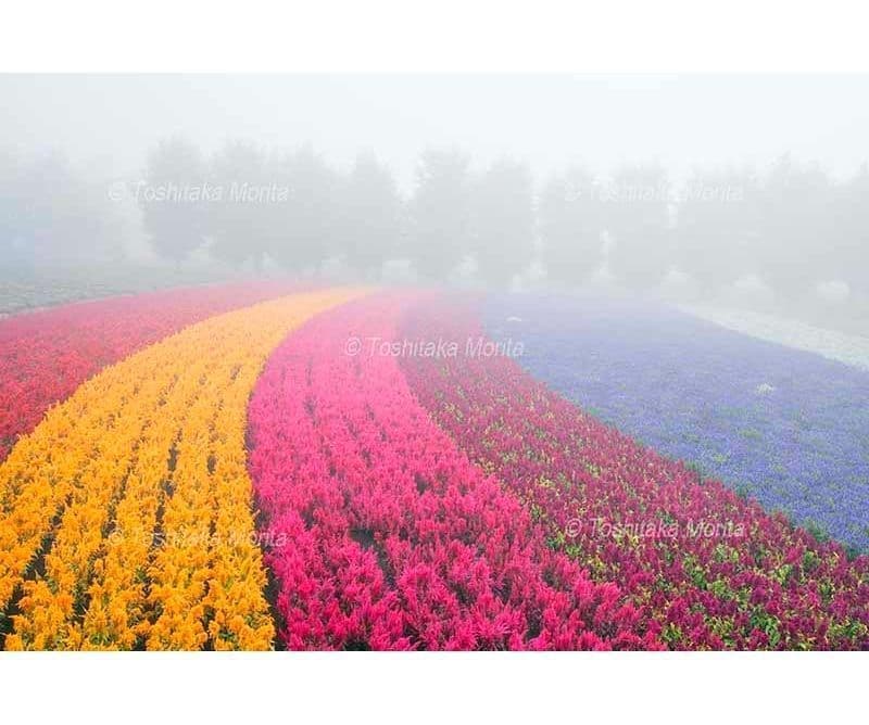 色とりどりの花々が咲く霧の花園