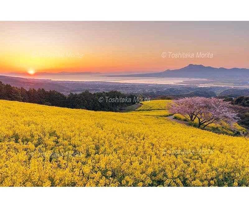 菜の花と桜咲く白木峰高原より雲仙岳と朝日