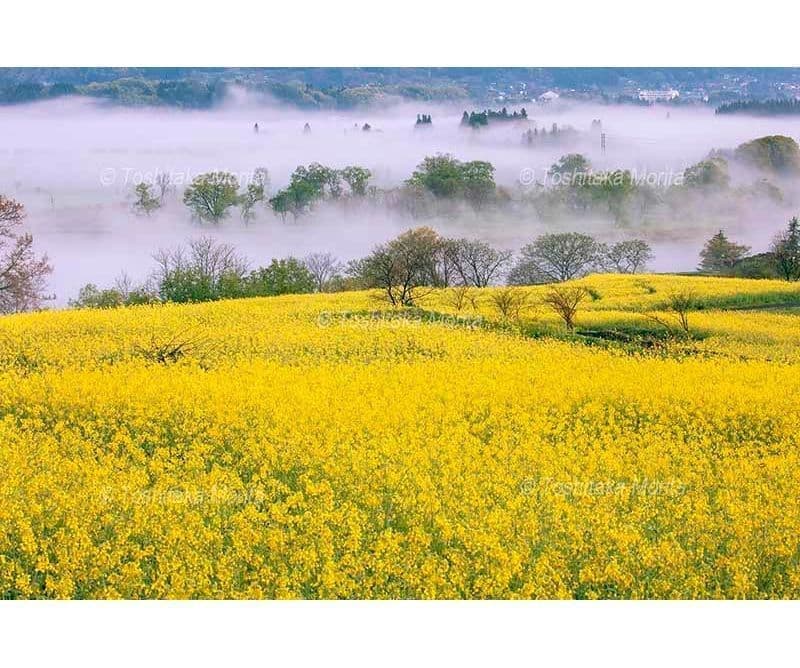菜の花咲く菜の花公園より千曲川に漂う朝霧